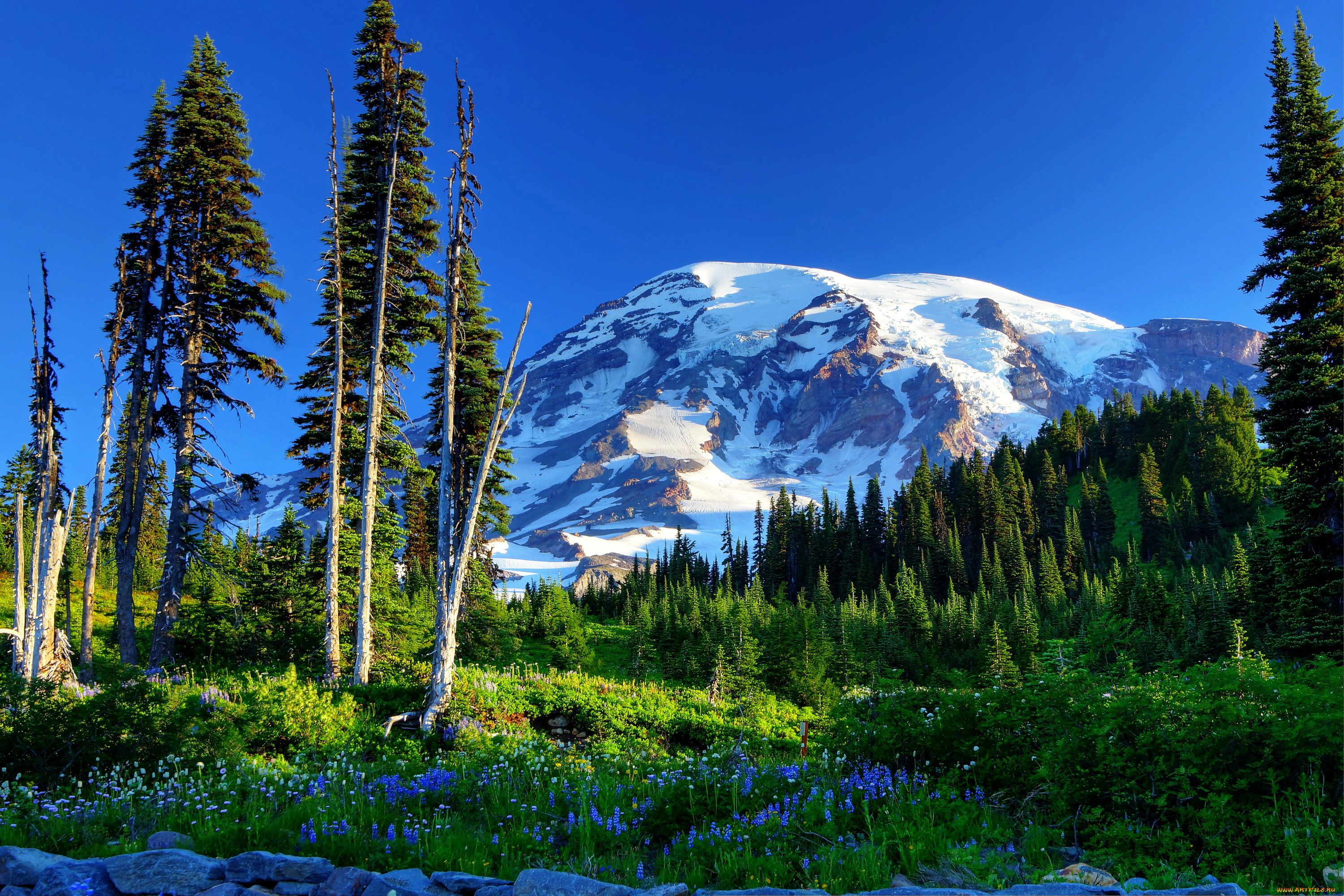 mount rainier national park  , , , mount, rainier, park, , , 